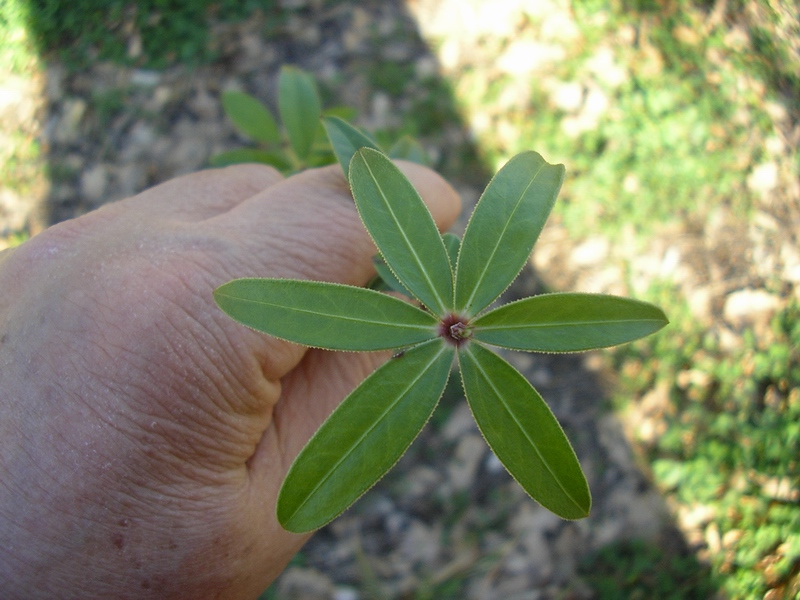 Rubia peregrina / Robbia selvatica